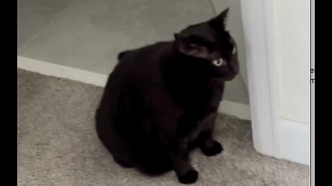 Adopting a Cat from a Shelter Vlog - Cute Precious Piper Guards Her Space #shorts