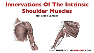 096 Innervations Of The Intrinsic Shoulder Muscles