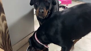 Rescue Rottweiler Sharing A Water Bowl on Day 3!!! NO FOOD AGGRESSION