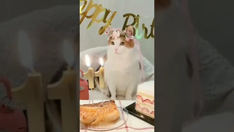 Birthday Cat | Funniest 😺 #shorts #entertainment #funnyvideo #infinitepets