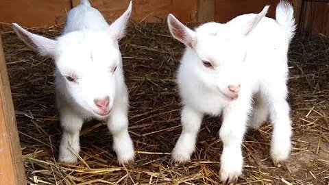 Cute Baby Goats - A Cutest And Funny Goats Baby Videos Compilation|| NEW HD