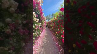 Path among flowers on Jeju Island 🌸