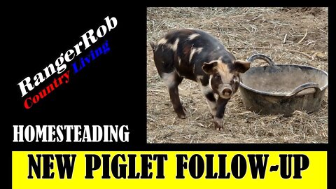 New Idaho Pasture Piglet Follow-Up