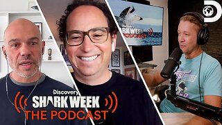 Do Scientists Need to Kill Sharks Shark Week The Podcast