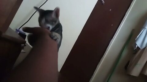 Cat biting my hand shape teeth.