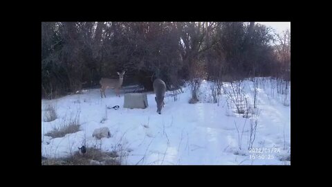 Deer and Magpies Eating Together in the Snow