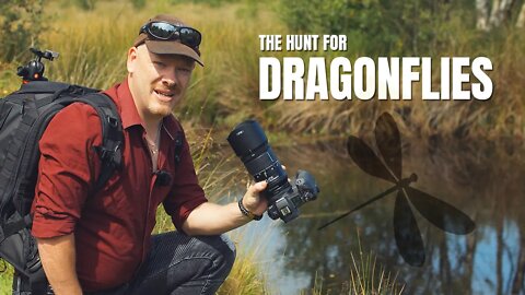 The Hunt for Dragonflies | A Macro Photography Walk