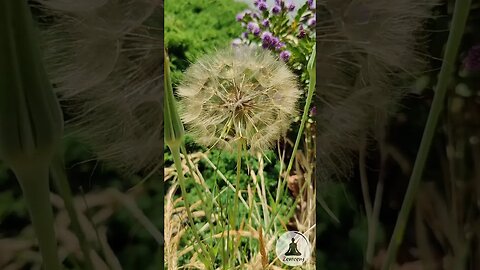 Make a Wish with Yellow Salsify (Goat's Beard) in a Soothing Nature Setting