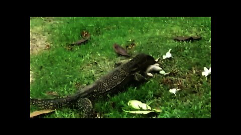 Crocodile hunted giant Frog 🐸 | #Shorts #Animals #Hunt