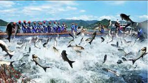 Japanese Flying Fish Catching and Processing - How to fishing Flying Fish