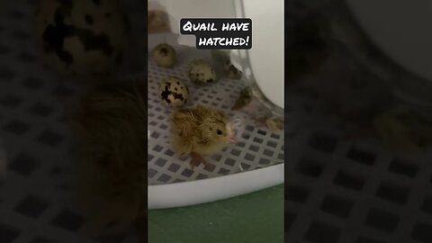 Quail have hatched🐣 #quail #quaileggs #quailfarming #farming #shorts