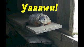 Adorable Woodchuck Yawning - SO CUTE!!!
