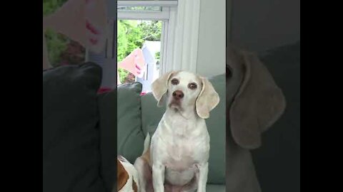 Funny dogs reaction😂😂