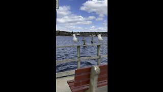 Seagulls in Belfast, Maine Harbor