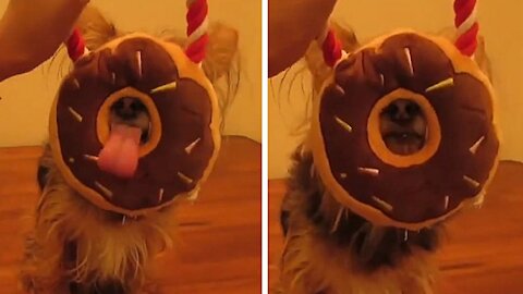Dog with his face covered by the doughnut starts to lick the donut