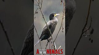 🤗 #AwwNIMALS - Great Cormorant 💕