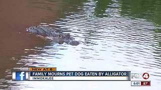 Alligator kills dog near family's home; they want HOA to have gator removed