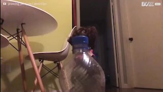 Le "Bottle Cap Challenge" n'a pas de secret pour ce chien