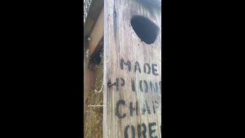 Wood Duck Box Turned Squirrel Tomb