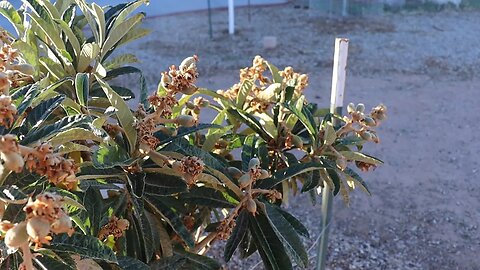 Pigs, Loquats and.....Sugar Cane? | Desert Farming in Arizona