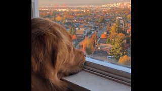 Dog Stares Longingly Out Of Window