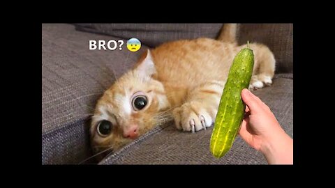 Funniest Animals - Best Of The 2021 Funny Animal Videos #9