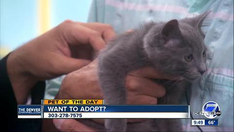 Denver7 pet of the day for June 18th