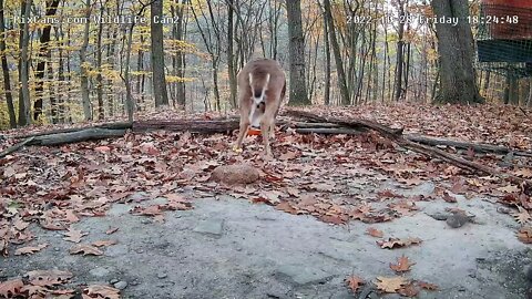 Spike Enjoying A Piece of Pumpkin 10/28/22