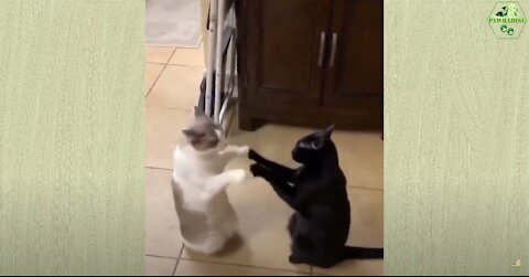 CUTEST AND FUNNIEST CLIPS OF CATS AND DOGS