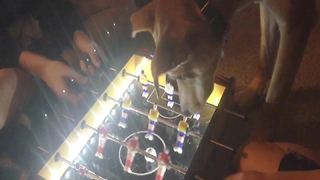 Cute Dog Plays Table Football