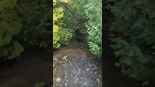 Canadian creek in the Summer #canada #nature #explorecanada #naturelover #natural #beautiful #river