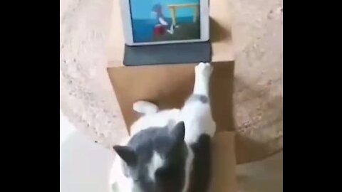 Cute cat watching "Tom and Jerry"