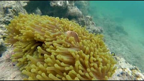 Fearless fish plays with poisonous sea anemone