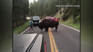 VIDEO: Man taunts bison in Yellowstone National Park traffic