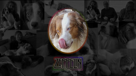 Zepp The Dog - Sings The Blues