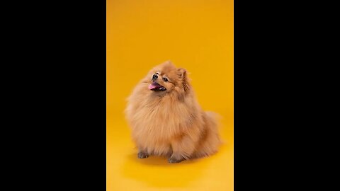 13 Cool Facts About Pomeranians#shorts
