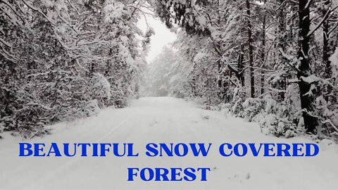 BEAUTIFUL SNOW COVERED FOREST