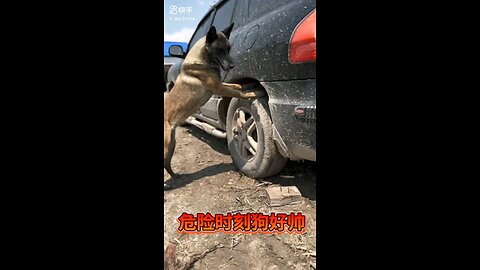 dog is help for car