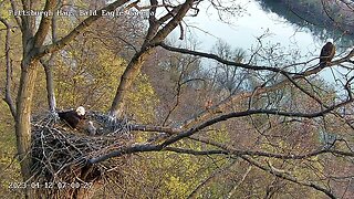 Hays Eagles Mom Keeps an Eye on a Fox Squirrel Below the Nest... Watch until the end ! 41223 7:00am