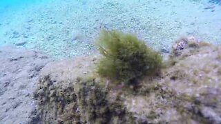 Crab uses algae as camouflage