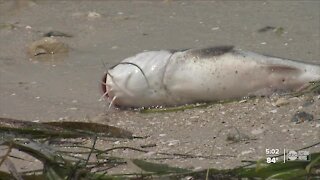 Red tide cleanup scoops up thousands of dead fish near Honeymoon Island