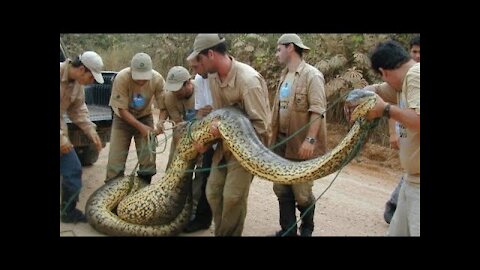 anaconda snake | snake | biggest snake anaconda