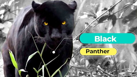 Black Panther Animal