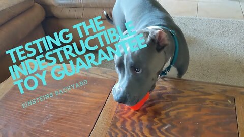 RUFF DAWG indestructible toy guarantee tested #einsteinsbackyard #arizona #pitbulls #dog #dogtoy