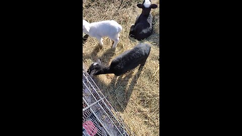 Bottle baby lambs spend time in their new pen, enjoying sunshine, munching hay, and napping cute.