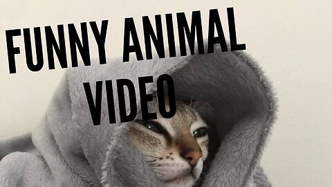 New Funny Videos 2022 😍 Cutest Cats and Dogs 🐱🐶