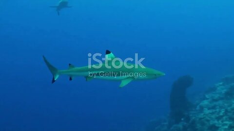 Koh Tao's Blacktip Reef Sharks: Thailand's Coastal Predators