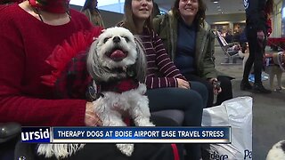 Boise Airport Go Team therapy dogs
