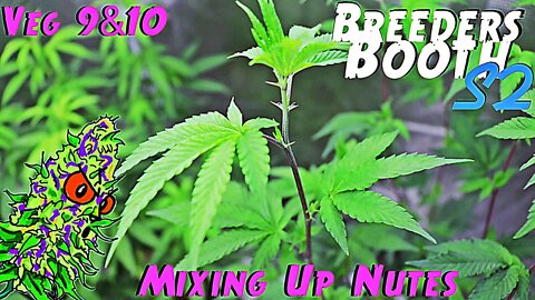 Breeders Booth S2 Ep. 6 | Veg Weeks 9 & 10 | Mixing Up Nutes