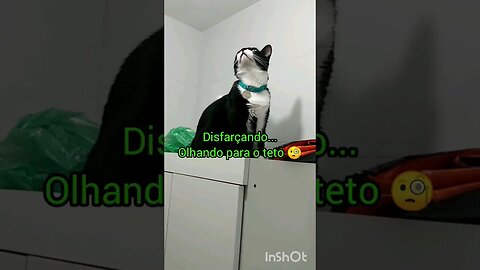 Gato em cima do armário. Gato Bartolomeu Tunico